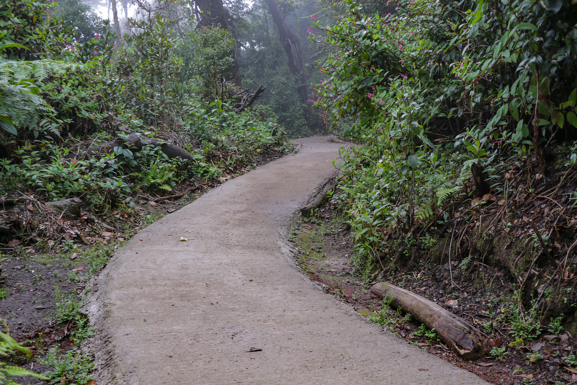 ProParques apoya en la restauración del Parque Nacional Volcán Poás